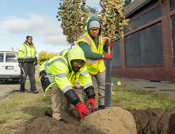 Figure 1. Detroit Tree Equity Partnership crews plant a locally sourced tree in one of the partnership’s targeted areas