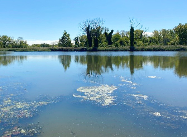 Figure 1. Man-made open water habitat, typical of legacy industrial sites