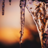 icicles