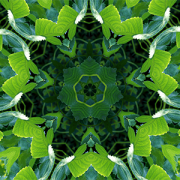 kaleidoscope