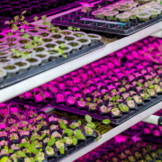 vertical farming