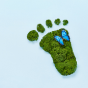 Robust Carbon Accounting for Corporate Sustainability Strategies