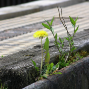 dandelion growing in pavement crack
