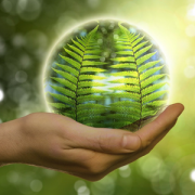 hand holding translucent ball made of fern leaves lit from behind