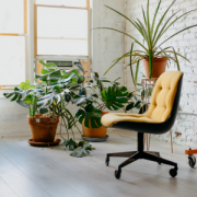 corner of office with plants in front of windows, empty yellow upholstered office chair in foreground