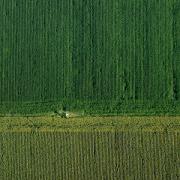 Growing More with Less: Drones in Precision Agriculture