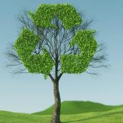 Tree sustainability