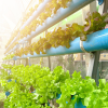 Leveraging AI to Enhance Supply Chain Resilience: Insights from the Agri-Food Industry
