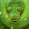snake