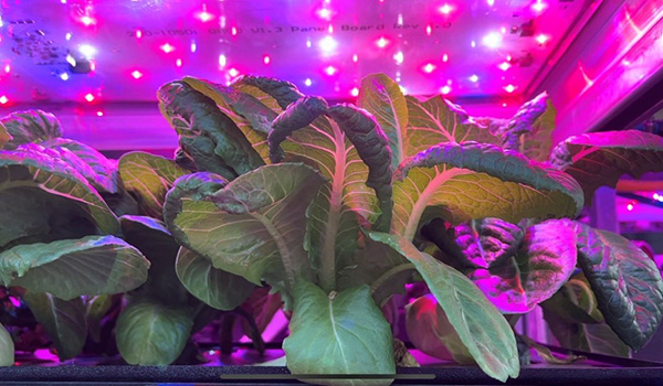 Figure 1. Lettuce grown in 30 days under LED lights (source: QuantoTech)